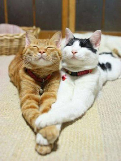 Two cats laying next to each other with their eyes closed and their hands piled on top of each other. They look like they're holding hands.