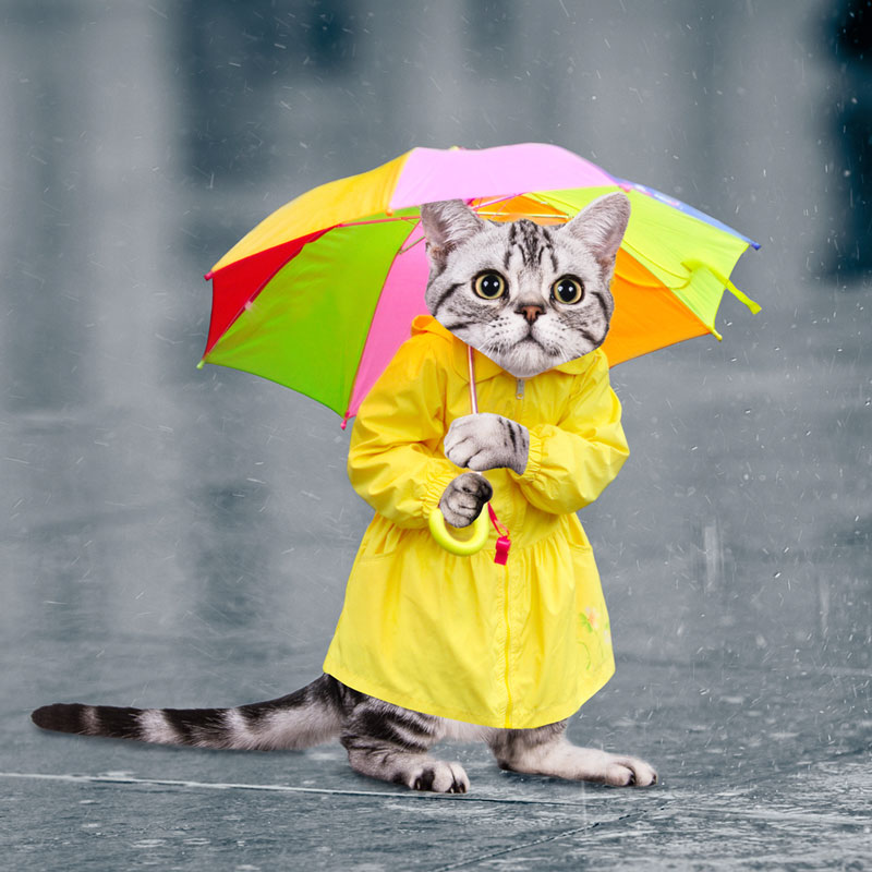 weather whiskers cat art